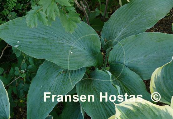 Hosta Tidewater