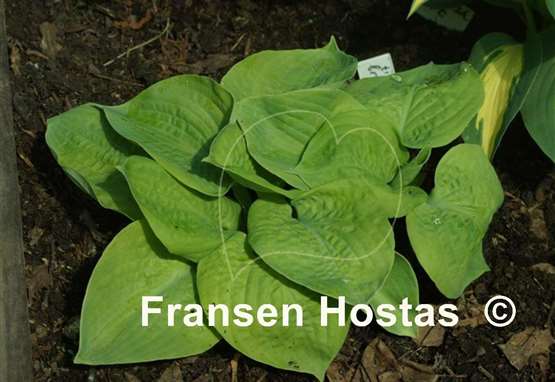 Hosta Tijuana Brass