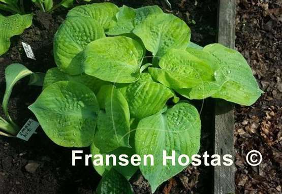 Hosta Tijuana Brass