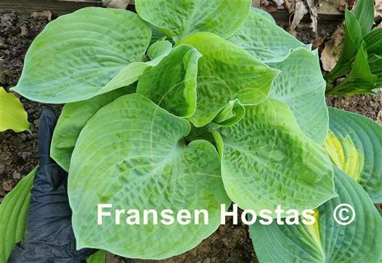 Hosta Tijuana Brass