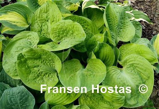 Hosta Tijuana Brass