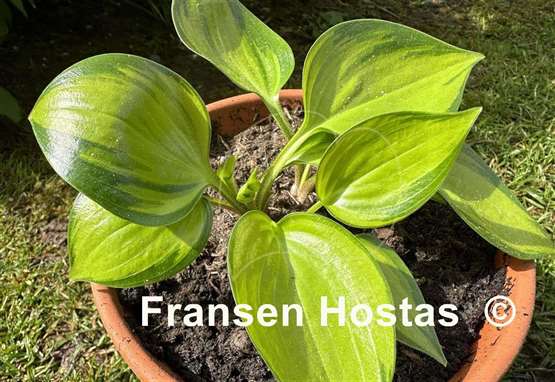 Hosta Tiki Bar