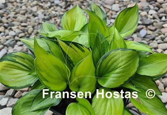 Hosta Tiki Bar