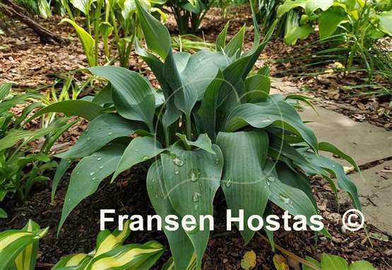 Hosta Tilt-A-Whirl