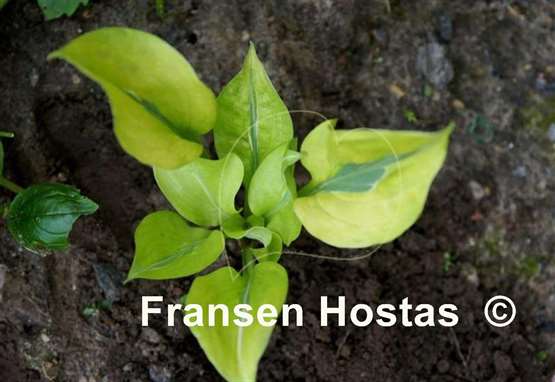 Hosta Time Traveler