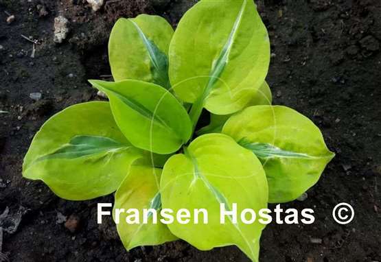 Hosta Time Traveler