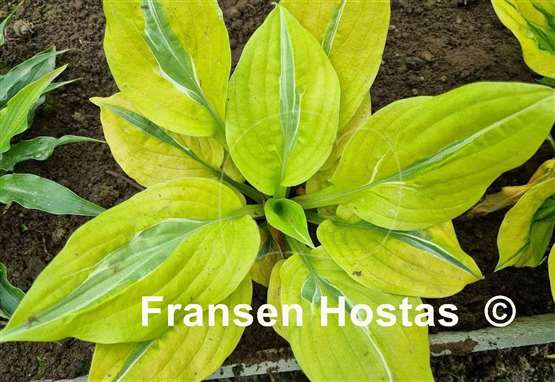 Hosta Time Traveler