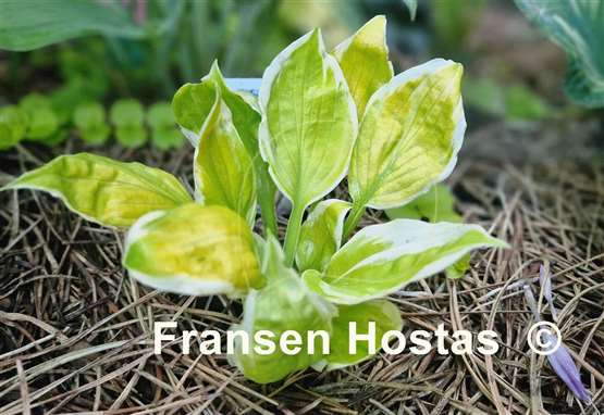 Hosta Time and Again