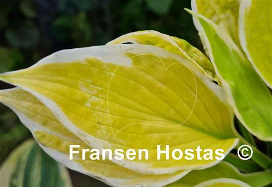 Hosta Time and Again