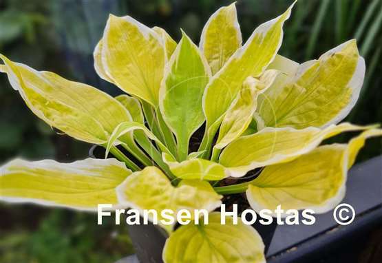Hosta Time and Again