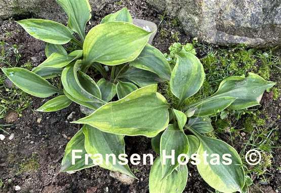 Hosta Timothy