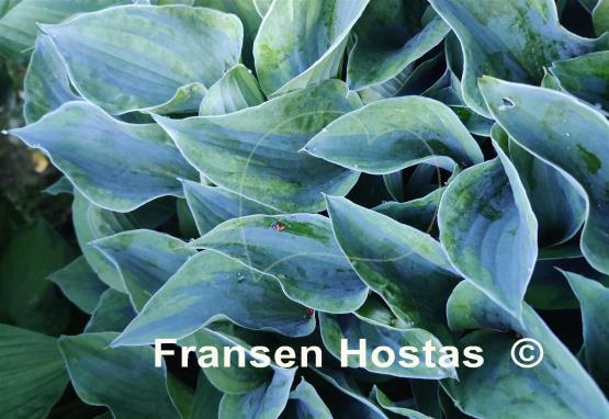 Hosta Timothy