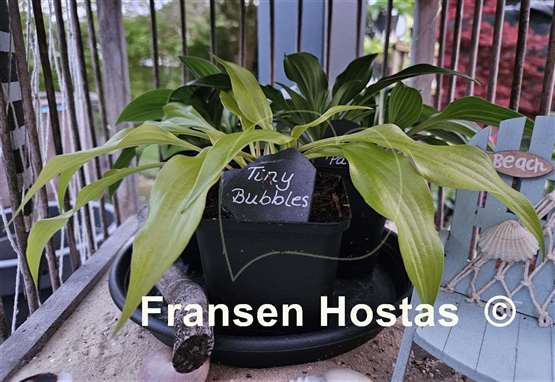 Hosta Tiny Bubbles