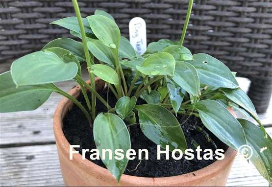 Hosta Tiny Tears