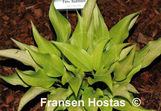 Hosta Tiny Bubbles