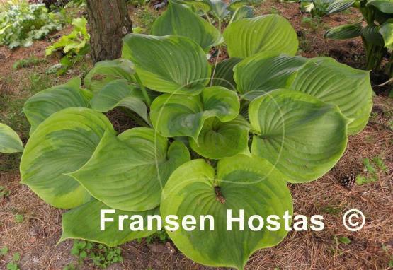 Hosta Titanic
