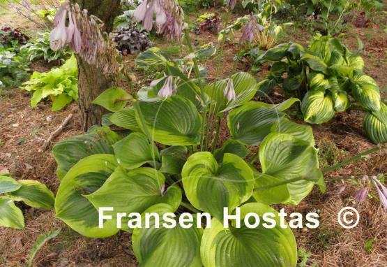 Hosta Titanic
