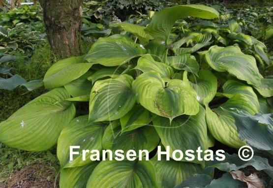 Hosta Titanic