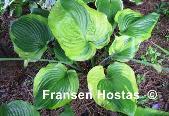 Hosta Titanic