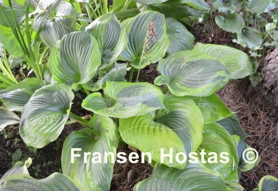 Hosta Titanic