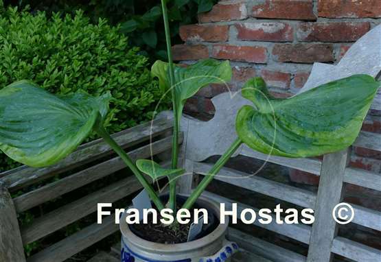 Hosta Titanic
