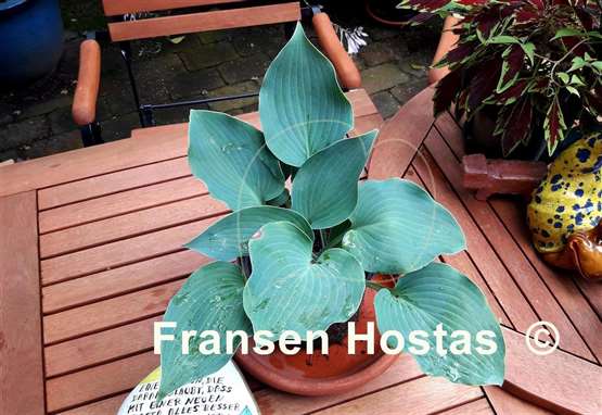 Hosta Titanium