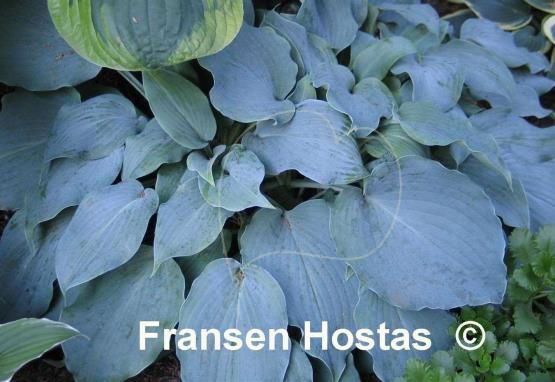 Hosta Titanium