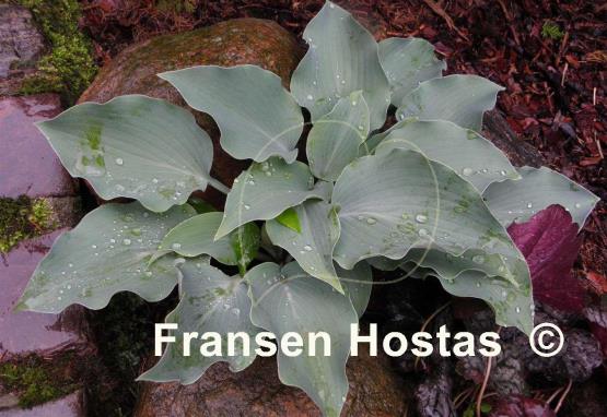 Hosta Titanium