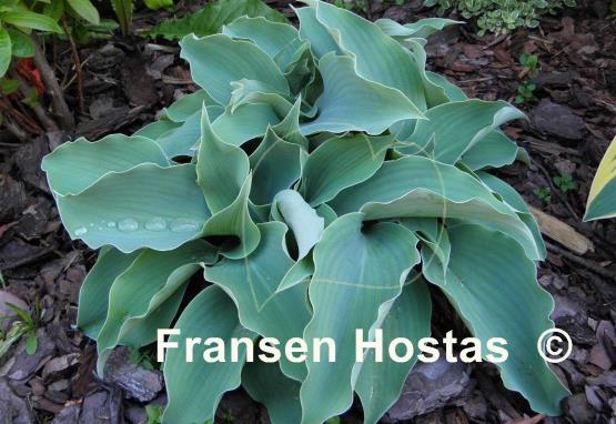 Hosta Titanium