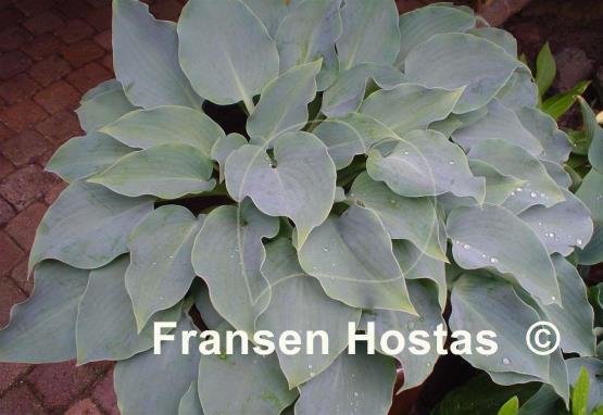 Hosta Titanium