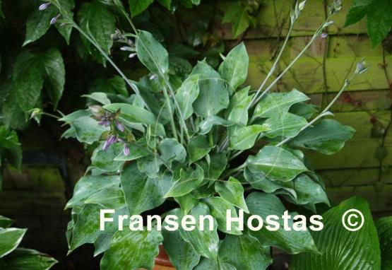 Hosta Titanium