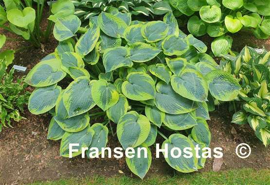 Hosta Tokudama Flavocircinalis