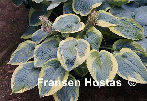 Hosta Tokudama Flavocircinalis