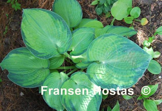 Hosta Tokudama Aureonebulosa