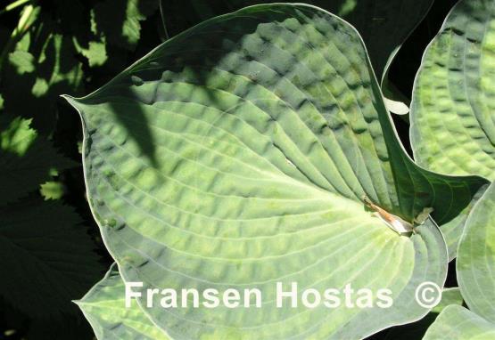Hosta Tokudama Aureonebulosa