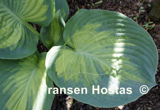 Hosta Tokudama Aureonebulosa