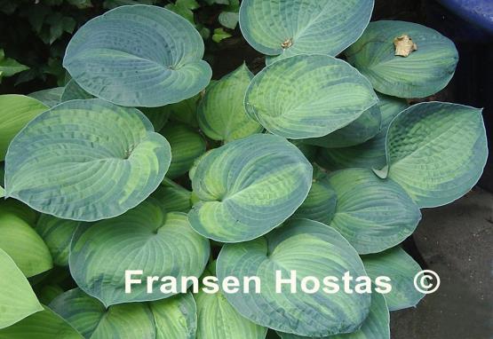 Hosta Tokudama Aureonebulosa