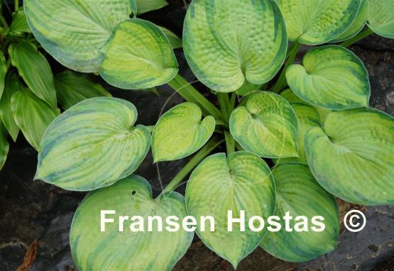 Hosta Tokudama Aureonebulosa