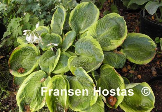 Hosta Tokudama Flavocircinalis