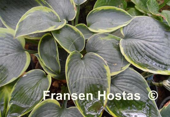 Hosta Tokudama Flavocircinalis