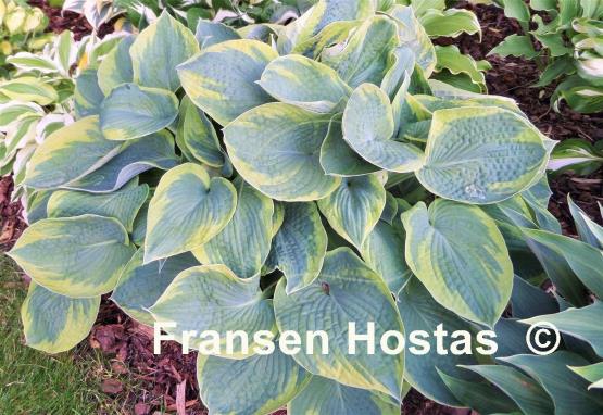 Hosta Tokudama Flavocircinalis