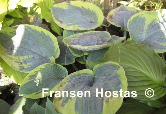 Hosta Tokudama Flavocircinalis
