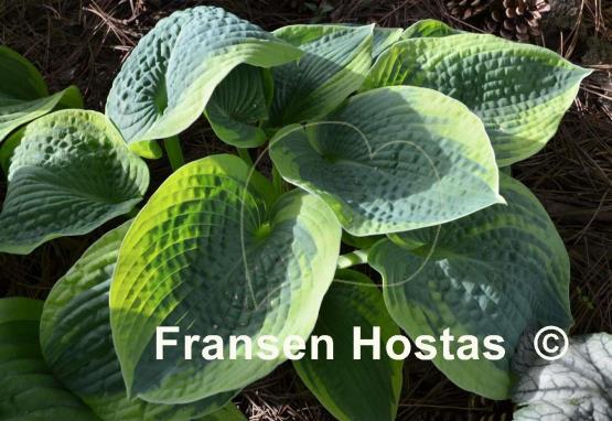 Hosta Tokudama Flavocircinalis