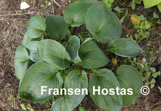 Hosta Tokudama
