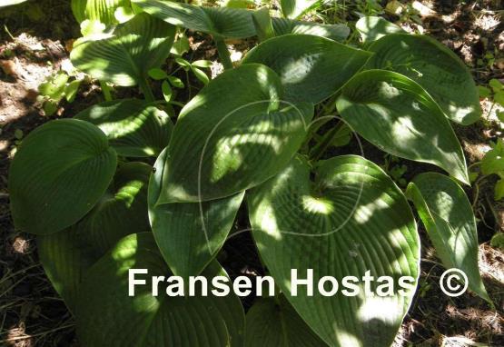 Hosta Tokudama