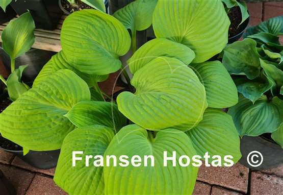 Hosta Tom Terrific 