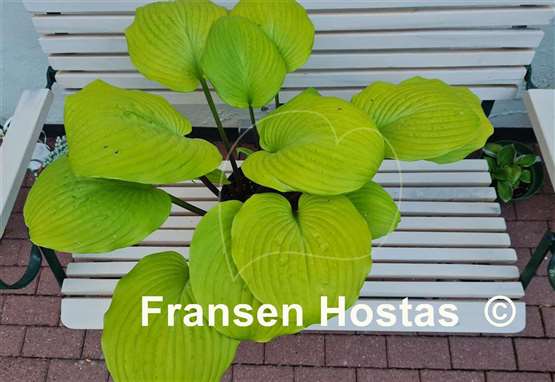 Hosta Tom Terrific 
