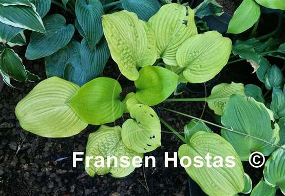 Hosta Tom Terrific