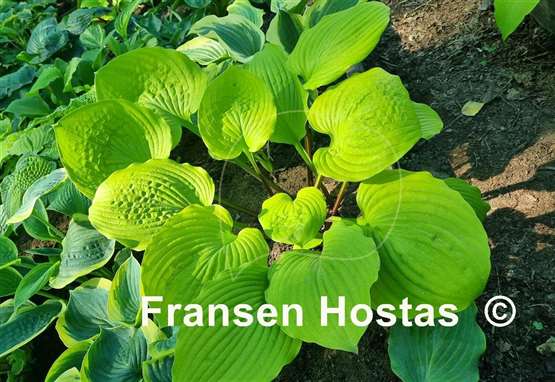 Hosta Tom Terrific