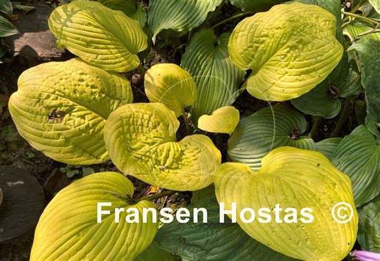 Hosta Tom Terrific
